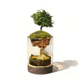 Moss Micro-landscape Ecological Bottle